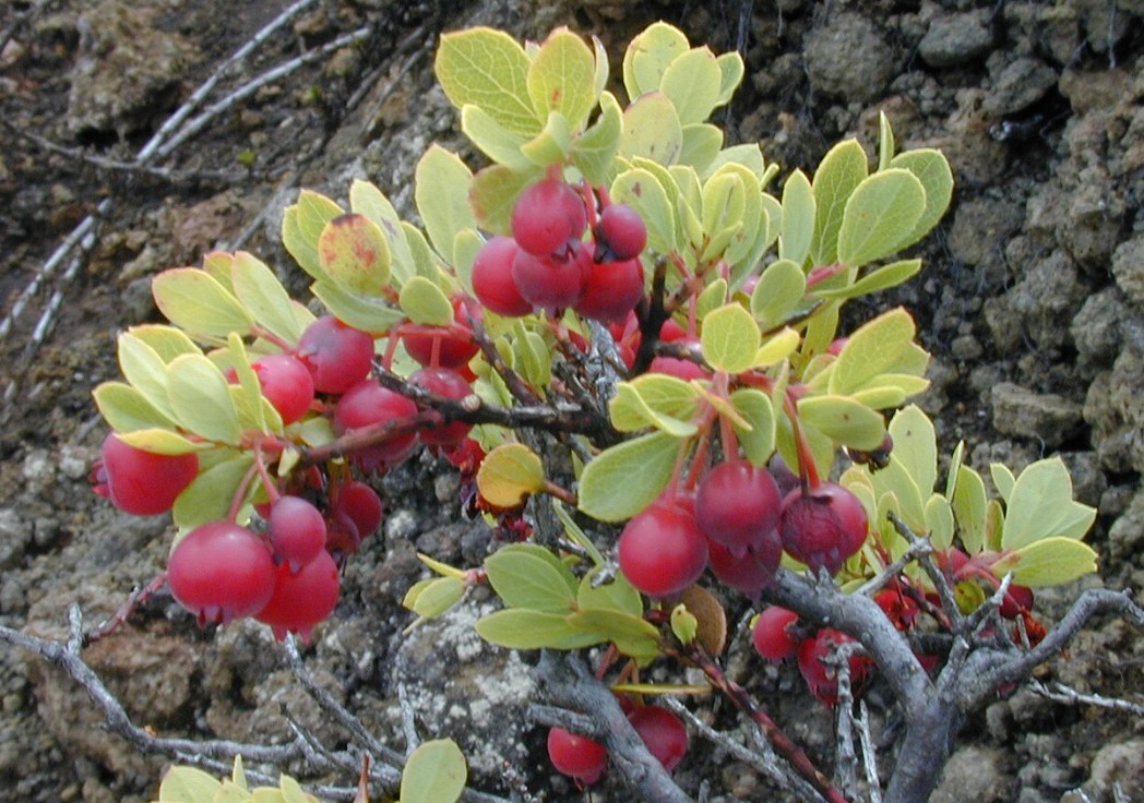 ‘Ōhelo Berries